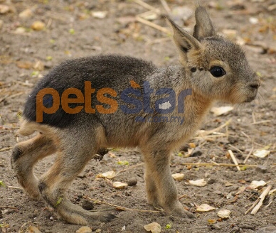 Patagonian Mara Info Patagonian Mara Info